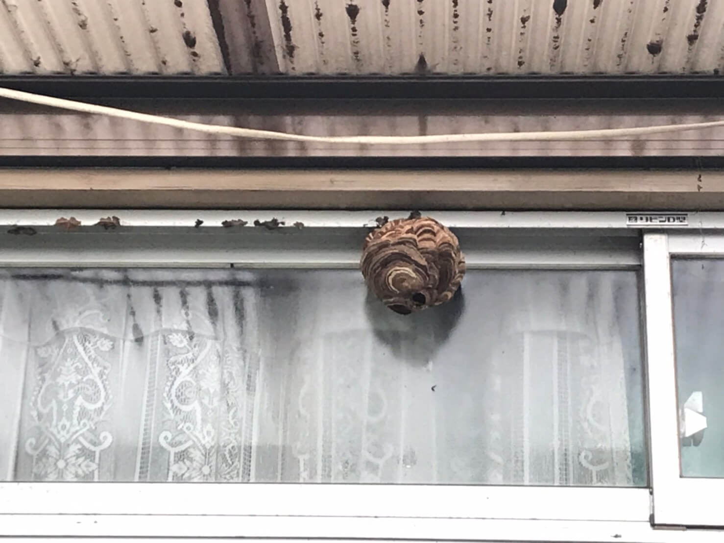 お庭にはスズメバチの巣も！山猿では蜂の巣の除去も行っておりますのでお客様にご説明後、綺麗に除去いたしました(*^_^*)